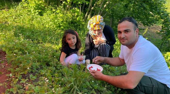 4 saatte bir kilo toplanabilen çileğin kilosu 200 TL