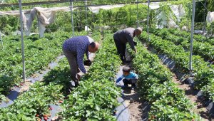 9 liradan satılan çilek üreticinin yüzünü güldürdü