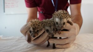 Annesiz kalan 3 yavru kirpi, koruma altına alındı