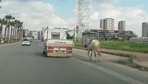 Atı kamyonet arkasına bağlayıp koşturana 1033 lira ceza