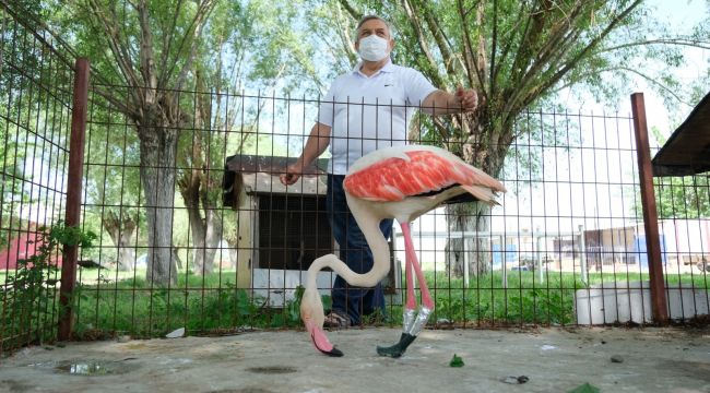 Ayağı yanan flamingoya protez bacak