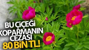 "Ayı gülü" çiçeğini koparmanın cezası 80 bin 465 lira