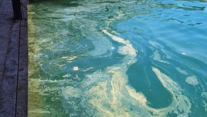 Ayvalık'ta deniz salyası alarmı