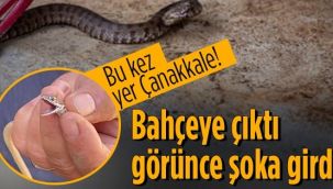 Bahçeye çıktı görünce şoka girdi! Yer: Çanakkale