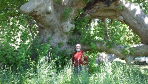 Balıkesir'de 500 yıllık koca çınar ilgi bekliyor