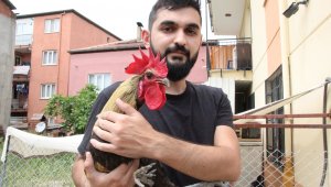 'Bayılan horoz' İngiltere'den davet aldı