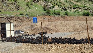 "Bir zamanlar teröristlerin gezyordu artık tavuklar geziyor"