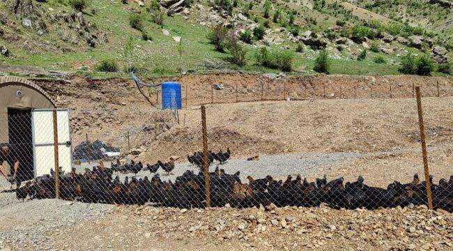 "Bir zamanlar teröristlerin gezyordu artık tavuklar geziyor"