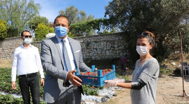 Bodrum belediyesi, tezgaha çıkarılamayan ürünleri halka ulaştırıyor