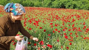 Bu güzel manzara reçel oluyor