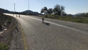 Bu nasıl belediyecilik? Köpekleri ölüme terketti