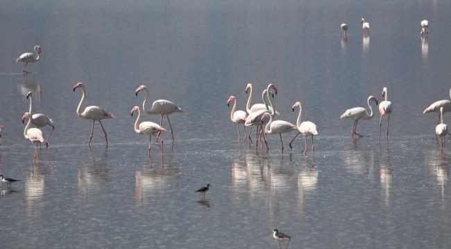 Çardak'ın flamingolarından görsel şölen