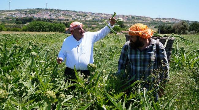 "Çeşme'de sakız enginarı tarlada kalmayacak!"