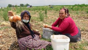 Çiftçinin hasat etmediği soğan tarlasına vatandaşlar akın etti