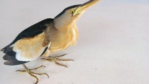 Datça'da yaralı Balaban kuşu bulundu