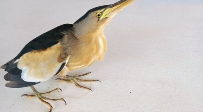 Datça'da yaralı Balaban kuşu bulundu