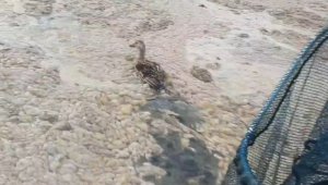 Deniz salyaları ördeklere de zor anlar yaşattı