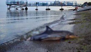 Deniz salyaları sebebiyle yavru yunus sahile vurdu