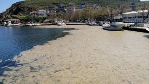 Deniz salyayı binlerce balığı öldürdü