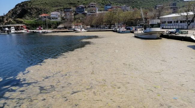 Deniz salyayı binlerce balığı öldürdü