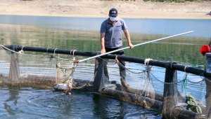 Denizi olmayan Bozkırda yılda 60 ton balık üretti