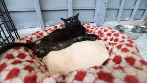 Deprem mağduru Beyaz, Kedi Evi'nde hayat buldu