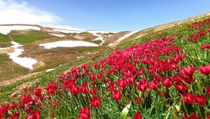 Doğa harikası Eğrigöl'ün çiçekleri