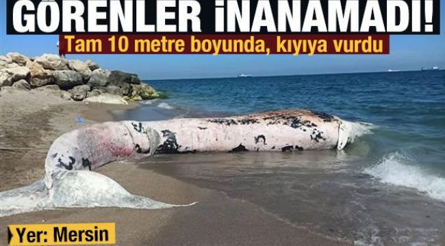 Dünyanın en büyük ikinci balinası, Mersin'de karaya vurdu