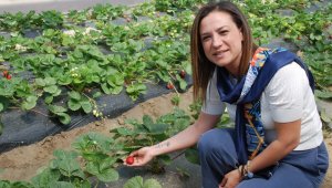 Efes Tarlası Yaşam Köyü açılıyor