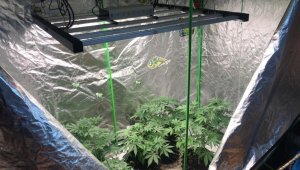 Elbise kabininde kenevir yetiştirmişler