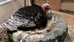 Erkek hindi kuluçkaya yattı