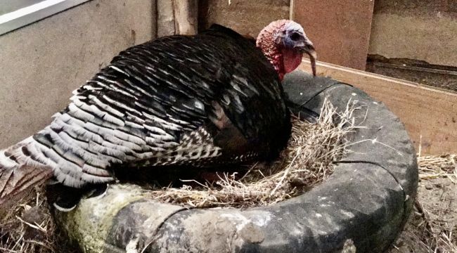 Erkek hindi kuluçkaya yattı