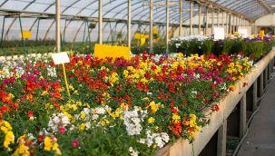 İzmir'e çiçek organize