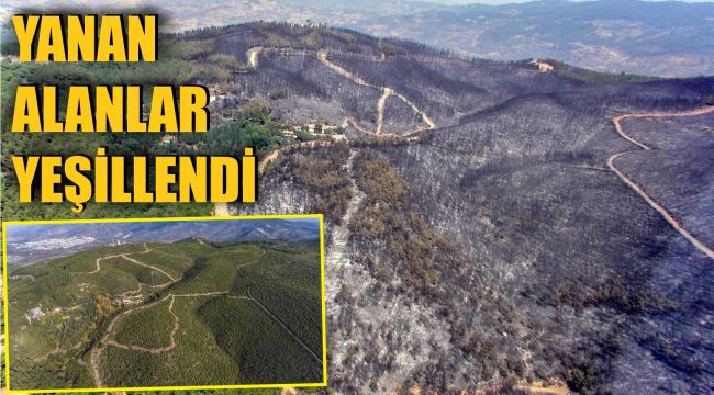 İzmir ve Manisa'da küle dönen alanlar artık yemyeşil