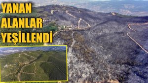 İzmir ve Manisa'da küle dönen alanlar artık yemyeşil