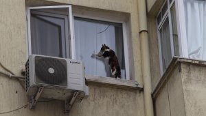 İzmir'de görme engelli kediye nefes kesen kurtarma