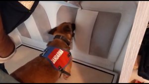 İzmir'de jandarmadan uyuşturucu operasyonu: 9 gözaltı