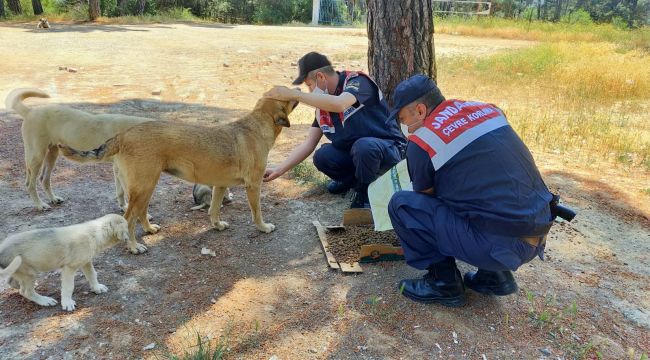 Jandarma ormanda yaşayan hayvanları unutmadı 