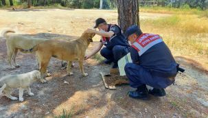 Jandarma ormanda yaşayan hayvanları unutmadı 
