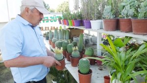 Kaktüsler ilgi görünce Kaktüs Evi kuruldu