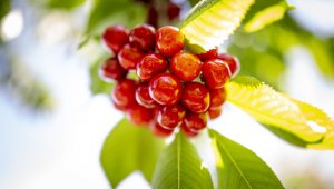 Kemalpaşa kirazı tescillendi: Hedef dünya ligi