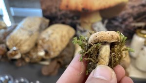 Kilosu 3 bin TL'ye satılıyor üreticisini zengin ediyor