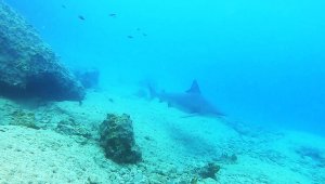 Kum köpek balıkları 24 saat izleniyor