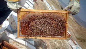 Kuraklık arıcıları da vurdu