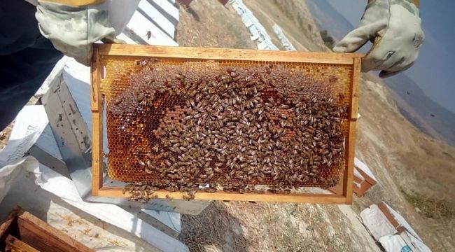 Kuraklık arıcıları da vurdu