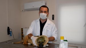 Kuşadası'nda köpeğin kulaklarını kesip attılar