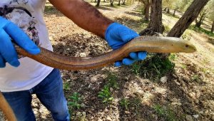 Kuşadası'nda yılan gibi kertenkele