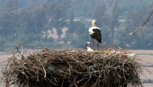 Leylek köyün yavruları dünyaya geldi