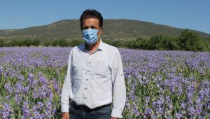 Mor renkli zambak tarlaları