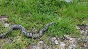 Nesli tehlike altında, Sivas'ta görüldü